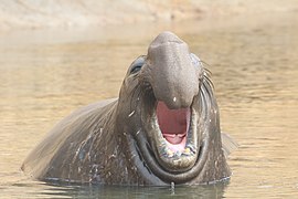 Mirounga angustirostris calling 1.JPG