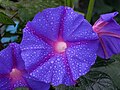 * Nomination Purple morning glory flower (Ipomoea sp.) with raindrops, Ooty --Tagooty 01:01, 18 August 2024 (UTC) * Promotion  Support Good quality. --Екатерина Борисова 01:05, 18 August 2024 (UTC)