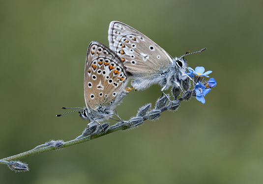 "Polyommatus_erotulus_molleti_-_Bolkar_Mavisi_01.jpg" by User:Zcebeci