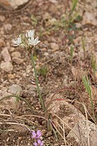 Allium haematochiton