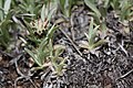 Antennaria dimorpha