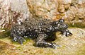 Bombina variegata pachypus