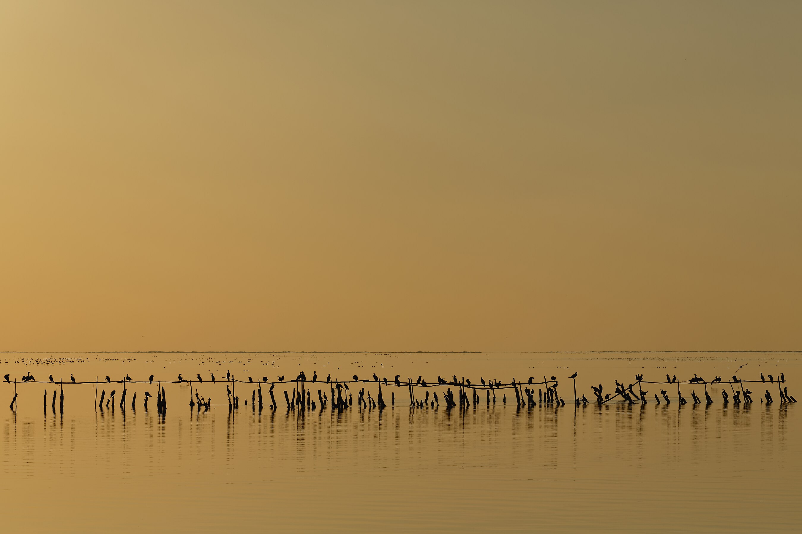 "Cormorants at dusk on the pond of Vaccarès" by Ddeveze