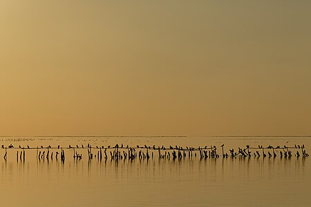 "Cormorants at dusk on the pond of Vaccarès" by Ddeveze