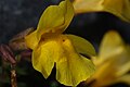 Mimulus tilingii