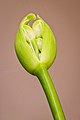 * Nomination Cracked flower bud of a Agapanthus praecox Snow White. A pure white dwarf (45 cm.) high. Focus stack of 24 photos. --Famberhorst 06:00, 25 July 2021 (UTC) * Promotion  Support Good quality. --XRay 06:08, 25 July 2021 (UTC)  Question What is the line of tiny red dots to the left of the stalk, near the bottom? -- Ikan Kekek 10:02, 25 July 2021 (UTC) * Done. Wrong pixels removed. Thanks for the review.--Famberhorst 16:34, 25 July 2021 (UTC)