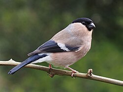 Eurasian Bullfinch, Pyrrhula pyrrhula, female