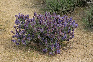 Salvia dorrii