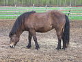 Icelandic horse