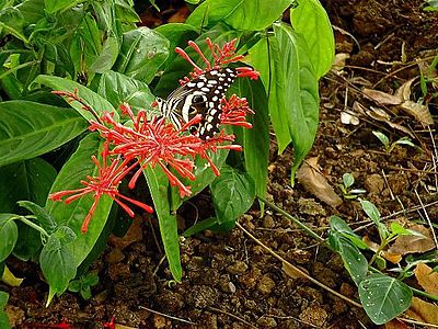 Butterfly at Wankam Beach Farm © Minham0910