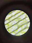 Elodea cells under microscope.jpg