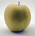 * Nomination Golden Delicious apple 2021 --Commonists 18:32, 25 June 2021 (UTC) * Promotion Good quality --PantheraLeo1359531 18:45, 25 June 2021 (UTC)