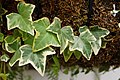 Hedera helix (Common Ivy)