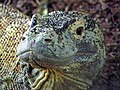 Komodo Dragon at SD Zoo