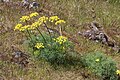 Lomatium grayi