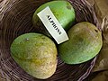 Unripe ALPHONSO (native of India)