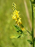 Melilotus altissimus (flower spike).jpg