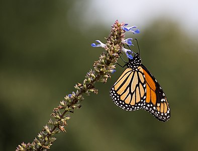 Danaus plexippus (Monarch Butterfly)