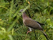 Patagioenas cayennensis