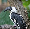 Female, London Zoo