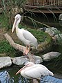 Jurong BirdPark