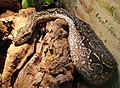 Boa constrictor occidentalis, Argentine boa