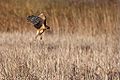 Horicon National Wildlife Refuge