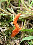 Cordyceps militaris (26016581478).jpg