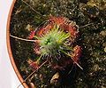 Drosera pedicellaris & gemmae