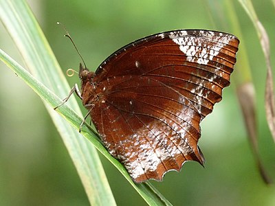 ♂ Elymnias hypermnestra (Common Palmfly)