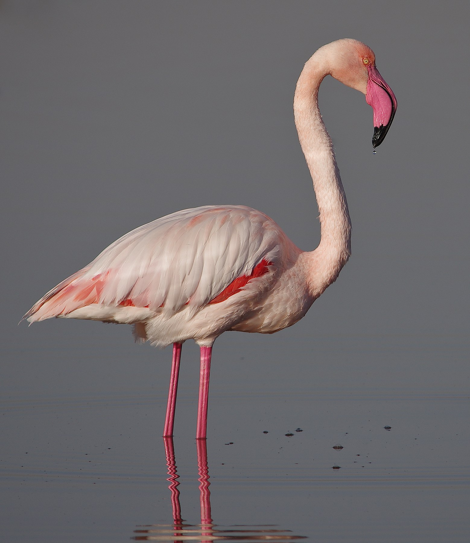 Greater flamingo (Thyna) Author: Mohamed Gouli