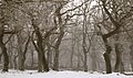 Trees in winter, Denmark