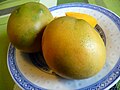 José mango (from Réunion island)