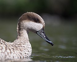 Marbled Teal, Marmaronetta angustirostris, at Martin Mere