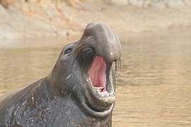 Mirounga angustirostris calling 3.JPG