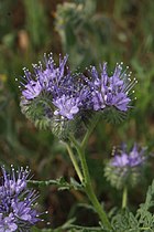 Phacelia tanacetifolia