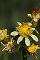 Senecio integerrimus