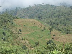 Terrace Farming, Libialem.jpg