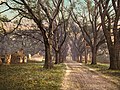 "The_Hermitage_plantation,_Savannah,_Georgia,_1900.jpg" by User:Slick-o-bot