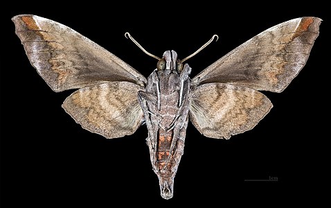 ♀ Acosmeryx shervillii ventral view