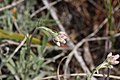 Antennaria rosea