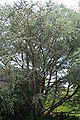 Cedrus atlantica 'Glauca' tree