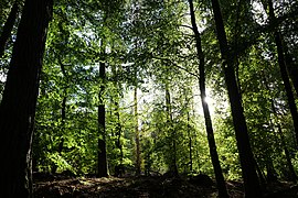 Dannenrod Forest 2020-10-04 17.jpg