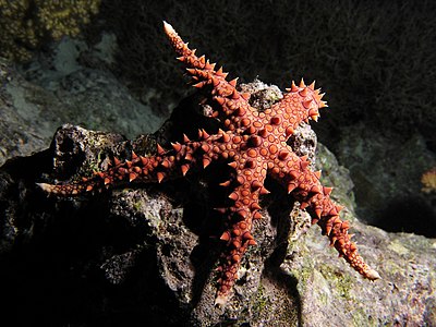 Gomophia egyptiaca (Egyptian Sea Star)