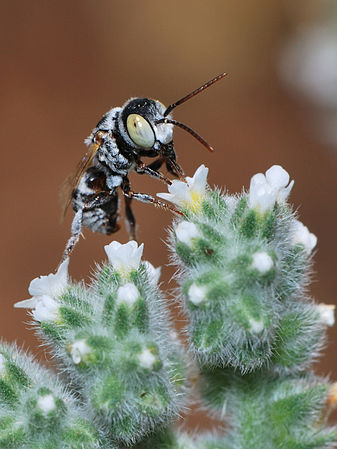 (23 October 2012) Haetosmia nectar by Gidip