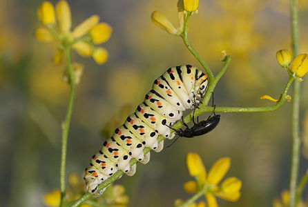 Papilio machaon (Old World Swallowtail), caterpillar