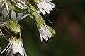 Prenanthes alata