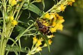 Solidago lepida