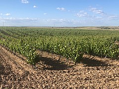 Viñedos de Camarena (Toledo).jpg