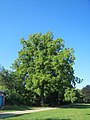 wikimedia_commons=File:20130903Juglans nigra1.jpg